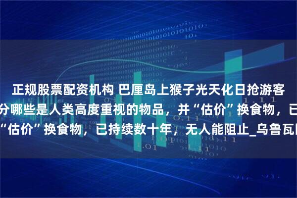 正规股票配资机构 巴厘岛上猴子光天化日抢游客手机、钱包，还能够区分哪些是人类高度重视的物品，并“估价”换食物，已持续数十年，无人能阻止_乌鲁瓦图_寺庙